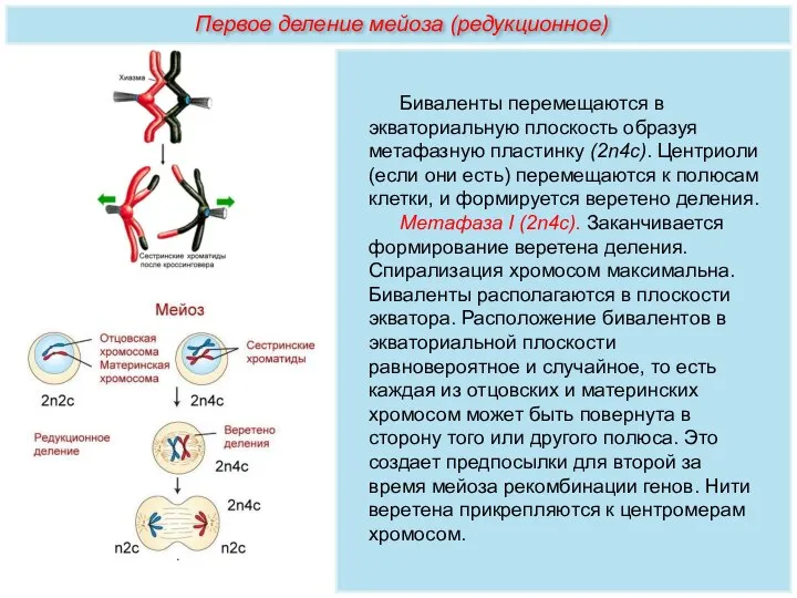 Биваленты перемещаются в экваториальную плоскость образуя метафазную пластинку (2n4c). Центриоли (если они