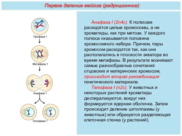 Анафаза I (2n4с). К полюсам расходятся целые хромосомы, а не хроматиды, как