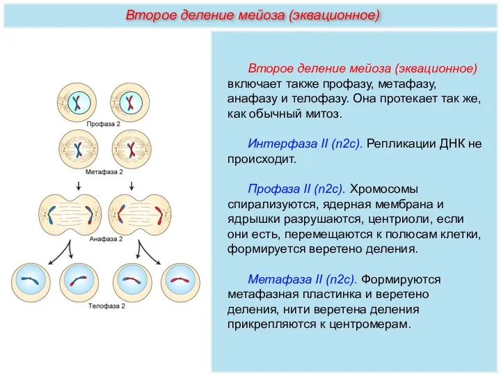 Второе деление мейоза (эквационное) включает также профазу, метафазу, анафазу и телофазу. Она