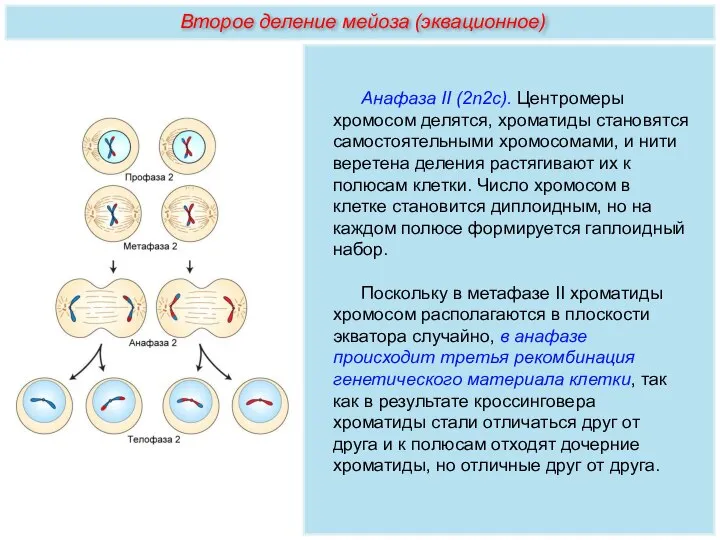 Анафаза II (2n2с). Центромеры хромосом делятся, хроматиды становятся самостоятельными хромосомами, и нити