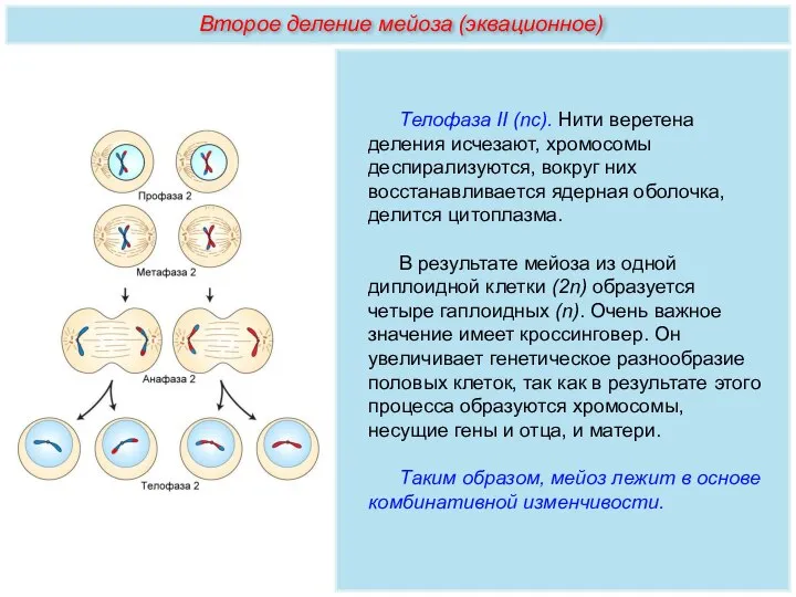 Телофаза II (nс). Нити веретена деления исчезают, хромосомы деспирализуются, вокруг них восстанавливается
