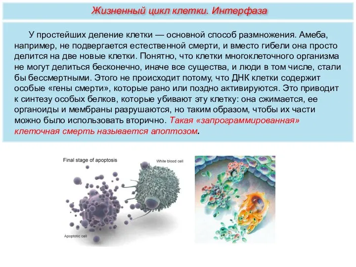 У простейших деление клетки — основной способ размножения. Амеба, например, не подвергается