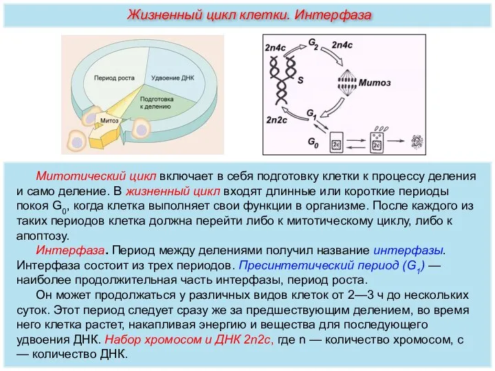 Митотический цикл включает в себя подготовку клетки к процессу деления и само