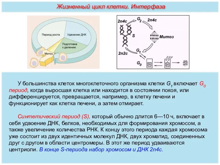 У большинства клеток многоклеточного организма клетки G1 включает G0 период, когда выросшая