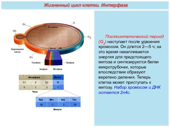 Постсинтетический период (G2) наступает после удвоения хромосом. Он длится 2—5 ч; за