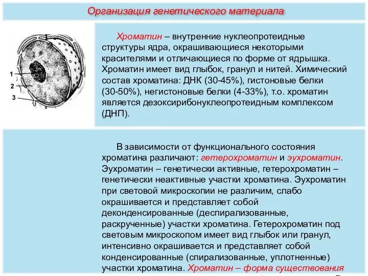 Хроматин – внутренние нуклеопротеидные структуры ядра, окрашивающиеся некоторыми красителями и отличающиеся по