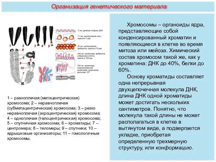 Хромосомы – органоиды ядра, представляющие собой конденсированный хроматин и появляющиеся в клетке