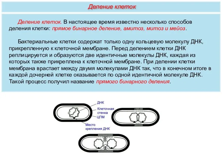 Деление клеток. В настоящее время известно несколько способов деления клетки: прямое бинарное