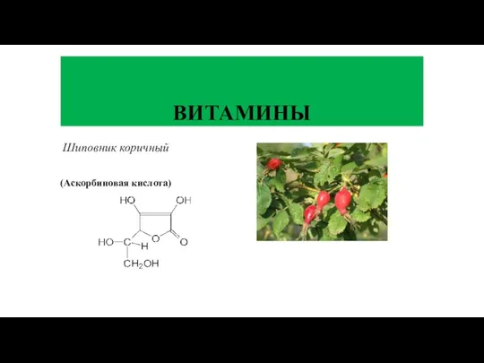 Шиповник коричный (Аскорбиновая кислота) ВИТАМИНЫ