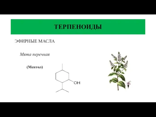 ТЕРПЕНОИДЫ ЭФИРНЫЕ МАСЛА Мята перечная (Ментол)