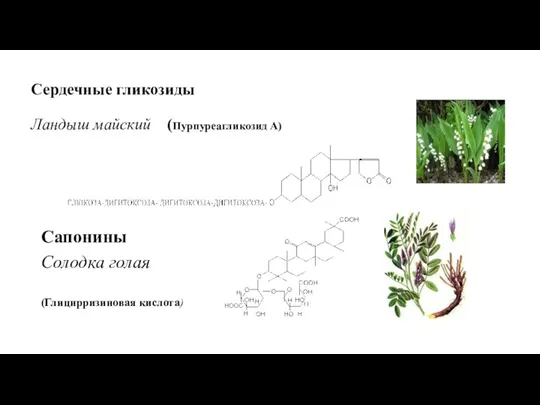 Сердечные гликозиды Ландыш майский (Пурпуреагликозид А) Сапонины Солодка голая (Глицирризиновая кислота)