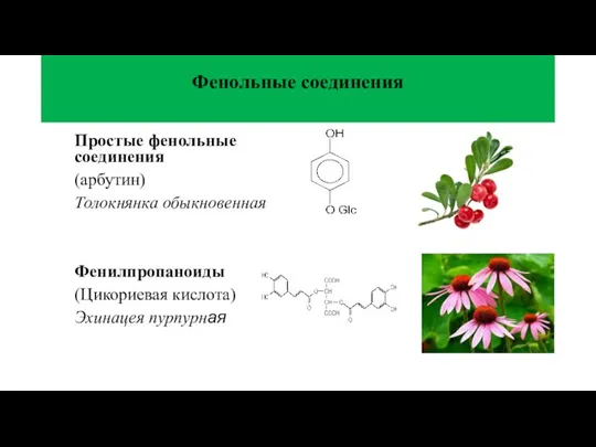 Фенольные соединения Простые фенольные соединения (арбутин) Толокнянка обыкновенная Фенилпропаноиды (Цикориевая кислота) Эхинацея пурпурная