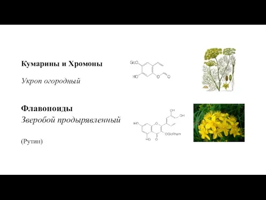 Кумарины и Хромоны Укроп огородный Флавоноиды Зверобой продырявленный (Рутин)