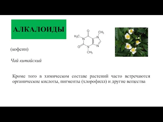 АЛКАЛОИДЫ Кроме того в химическом составе растений часто встречаются органические кислоты, пигменты