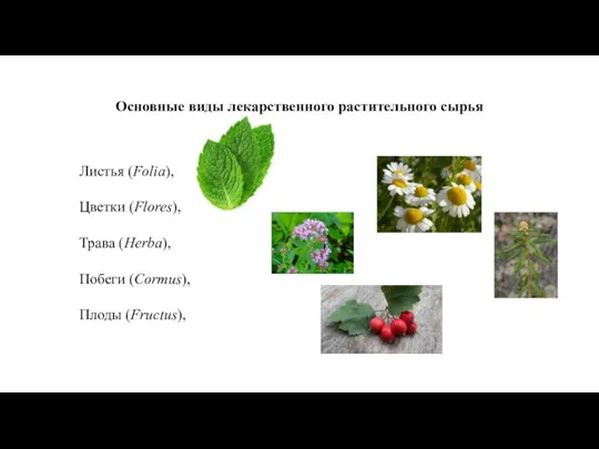 Основные виды лекарственного растительного сырья Листья (Folia), Цветки (Flores), Трава (Herba), Побеги (Cormus), Плоды (Fructus),