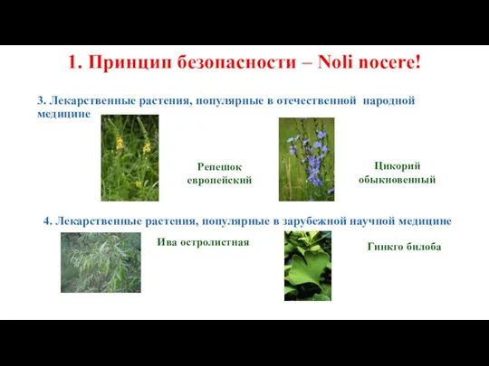 1. Принцип безопасности – Noli nocere! 3. Лекарственные растения, популярные в отечественной