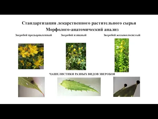 Стандартизация лекарственного растительного сырья Морфолого-анатомический анализ Зверобой продырявленный Зверобой изящный Зверобой жесковолосистый ЧАШЕЛИСТИКИ РАЗНЫХ ВИДОВ ЗВЕРОБОЯ