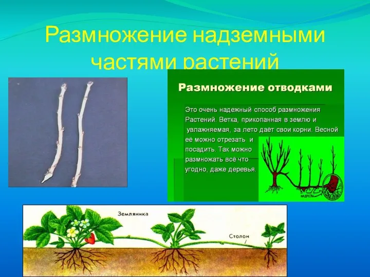 Размножение надземными частями растений