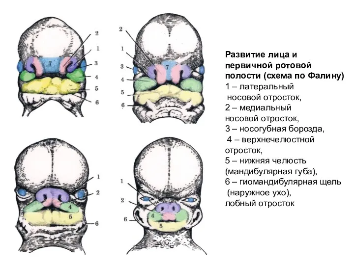 Развитие лица и первичной ротовой полости (схема по Фалину) 1 – латеральный