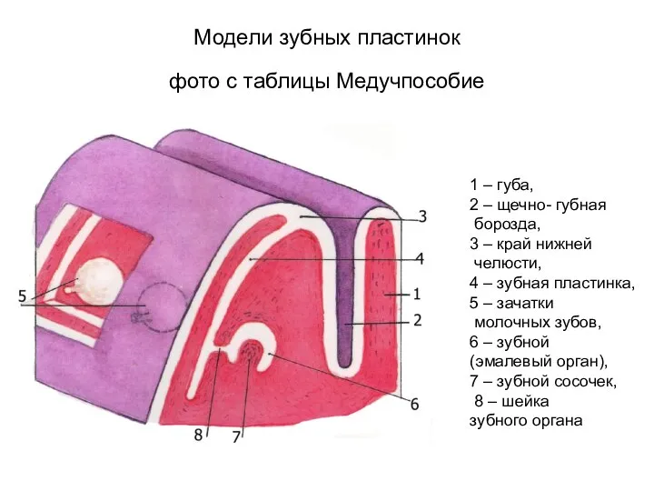 Модели зубных пластинок фото с таблицы Медучпособие 1 – губа, 2 –