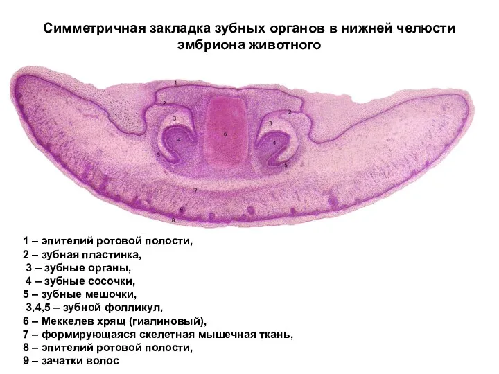 Симметричная закладка зубных органов в нижней челюсти эмбриона животного 1 – эпителий