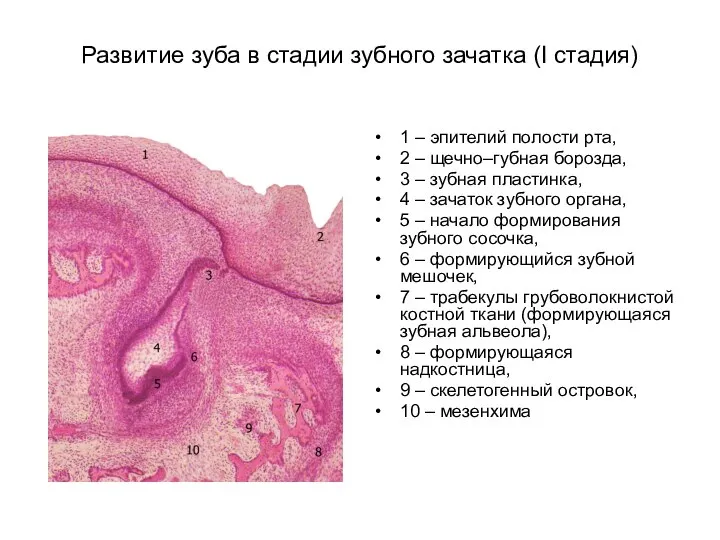 Развитие зуба в стадии зубного зачатка (I стадия) 1 – эпителий полости