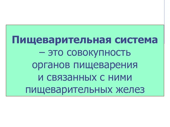 Пищеварительная система – это совокупность органов пищеварения и связанных с ними пищеварительных желез