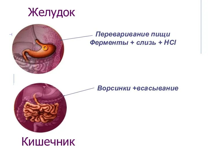 Желудок Переваривание пищи Ферменты + слизь + HCl Ворсинки +всасывание Кишечник