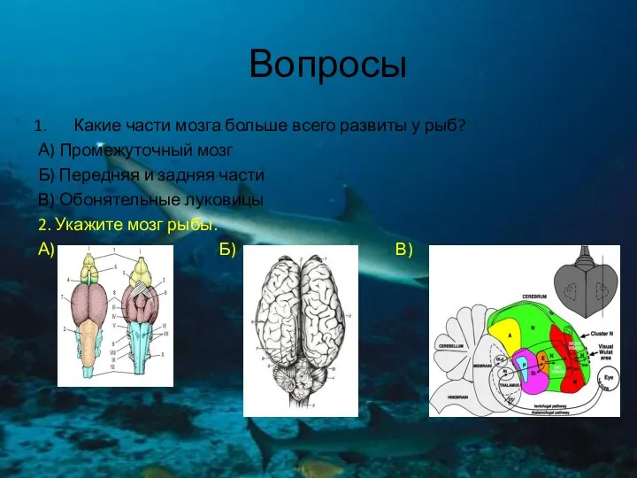 Вопросы Какие части мозга больше всего развиты у рыб? А) Промежуточный мозг