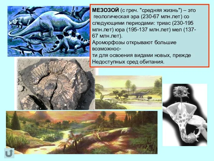 МЕЗОЗОЙ (с греч. "средняя жизнь") – это геологическая эра (230-67 млн.лет) со