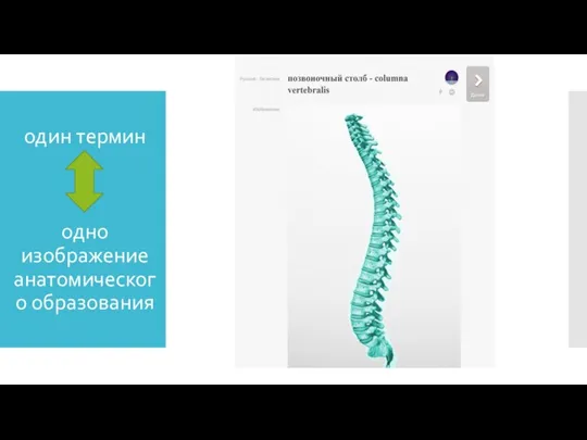 один термин одно изображение анатомического образования