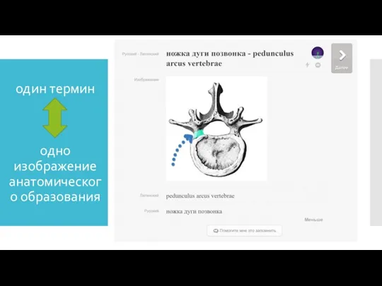 один термин одно изображение анатомического образования