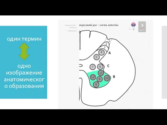 один термин одно изображение анатомического образования