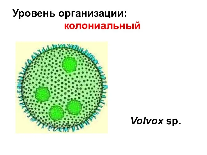 Уровень организации: колониальный Volvox sp.