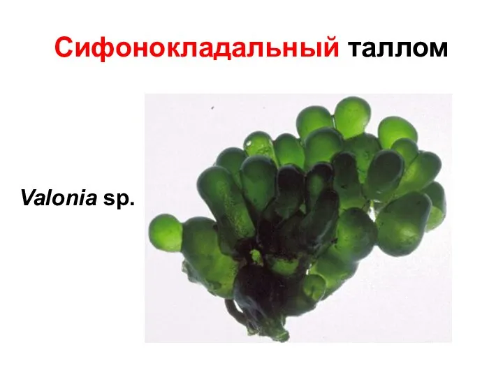 Сифонокладальный таллом Valonia sp.