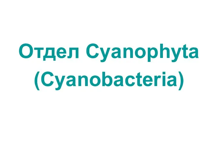Отдел Cyanophyta (Cyanobacteria)