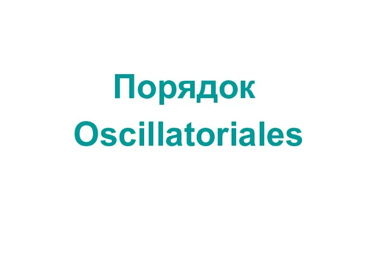 Порядок Oscillatoriales