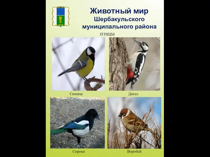 Синица Сорока Воробей Дятел Животный мир Шербакульского муниципального района ПТИЦЫ