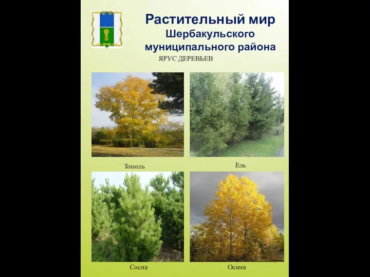 Тополь Сосна Осина Ель Растительный мир Шербакульского муниципального района ЯРУС ДЕРЕВЬЕВ