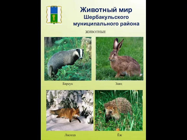 Барсук Лисица Ёж Заяц Животный мир Шербакульского муниципального района ЖИВОТНЫЕ