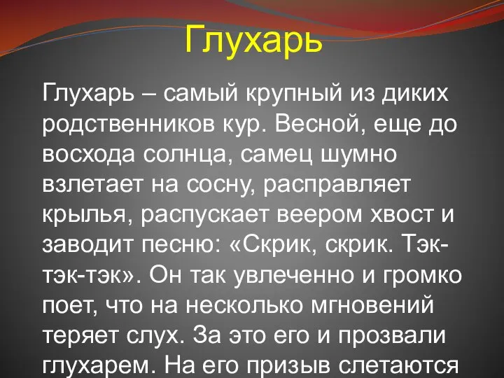 Глухарь Глухарь – самый крупный из диких родственников кур. Весной, еще до