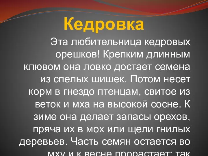 Кедровка Эта любительница кедровых орешков! Крепким длинным клювом она ловко достает семена