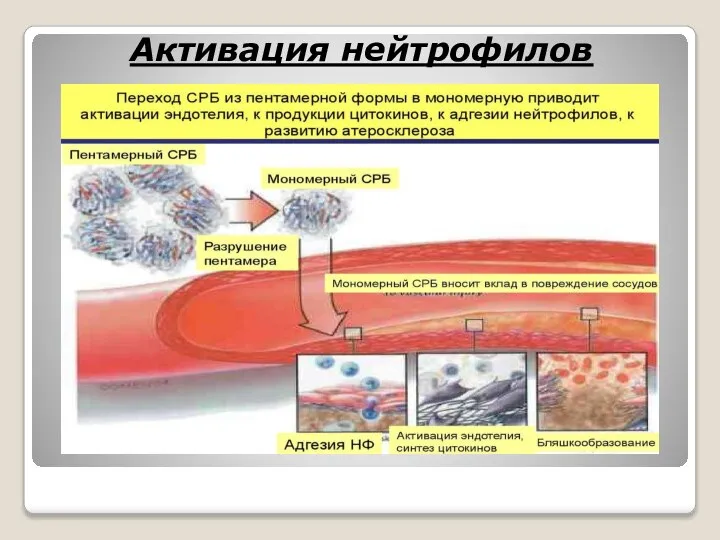 Активация нейтрофилов