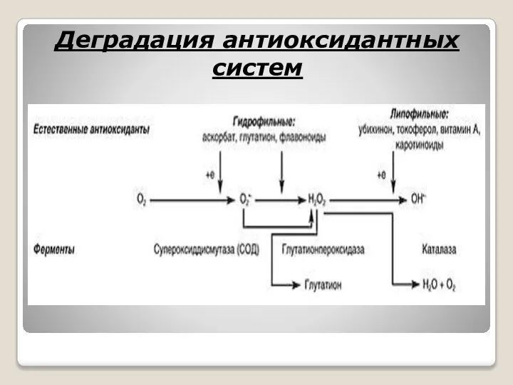 Деградация антиоксидантных систем