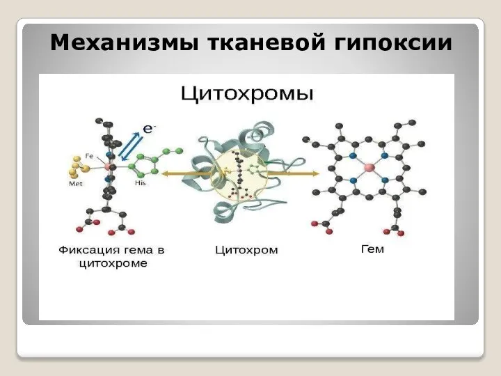 Механизмы тканевой гипоксии