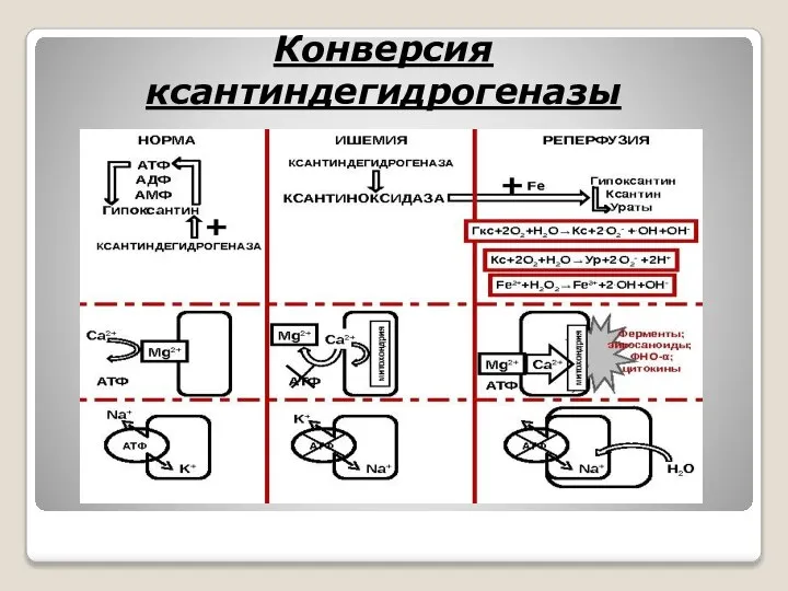 Конверсия ксантиндегидрогеназы