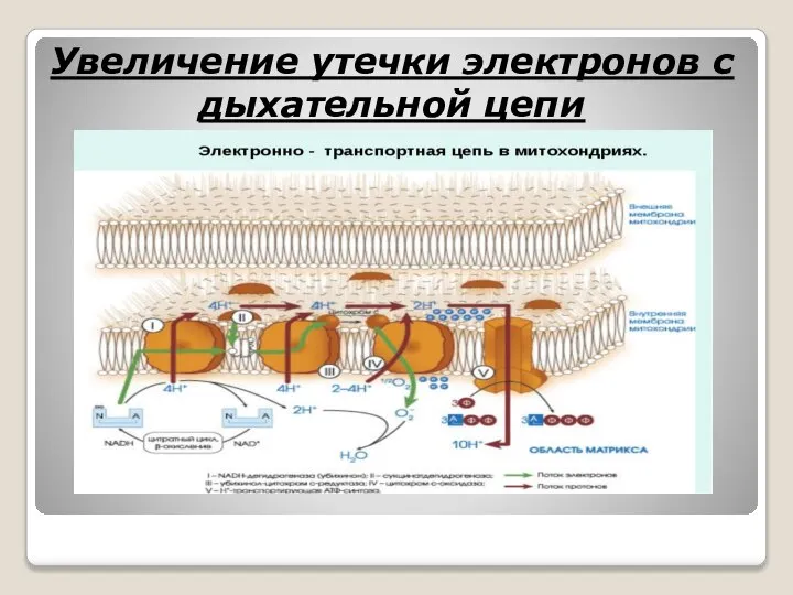 Увеличение утечки электронов с дыхательной цепи