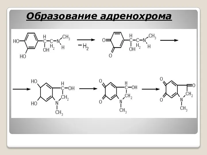 Образование адренохрома