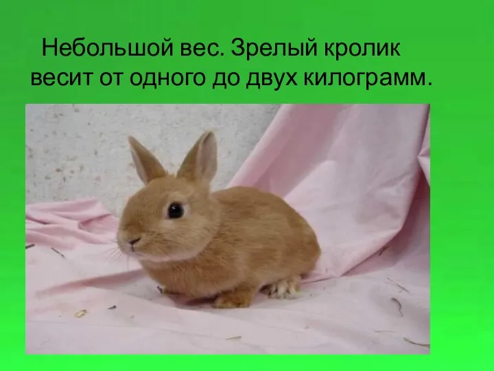Небольшой вес. Зрелый кролик весит от одного до двух килограмм.