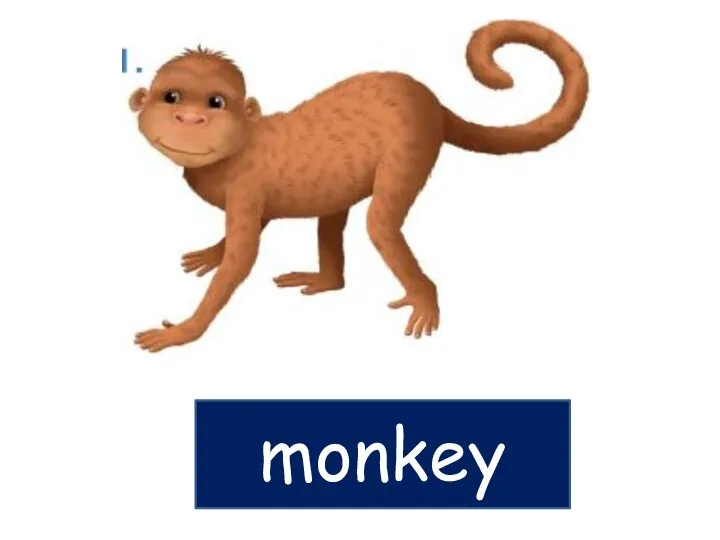 monkey